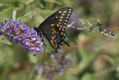 Eastern Black Swallowtail