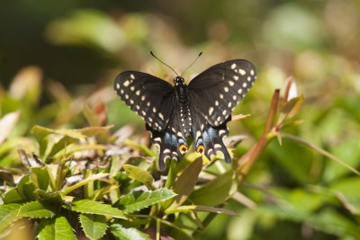 Eastern Black Swallowtail