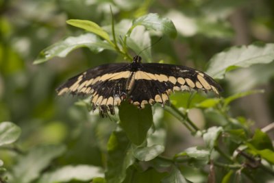 Giant Swallowtail