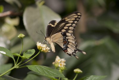 Giant Swallowtail