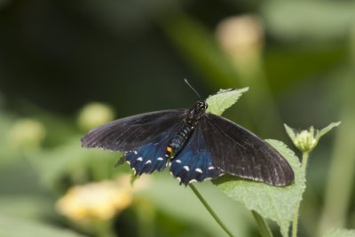 Pipevine Swallowtail