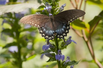 Spicebrush Swallowtail