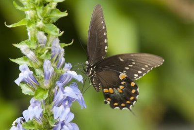 Spicebrush Swallowtail