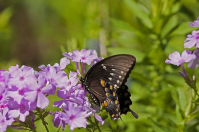 swallowtails