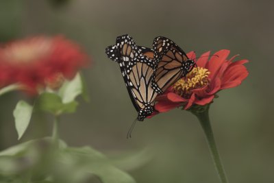 Mating Monarchs
