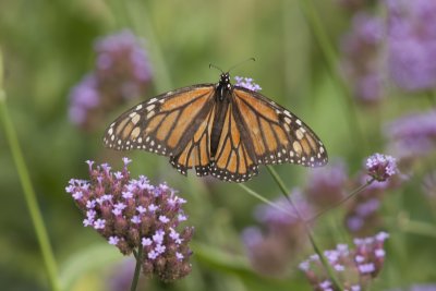 Monarch