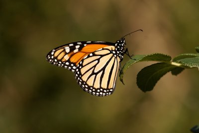 Monarch
