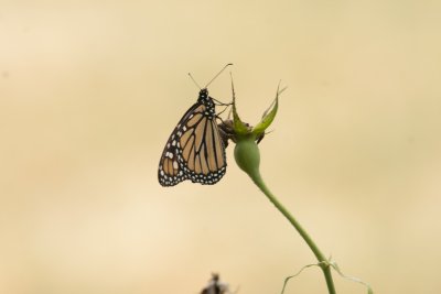 Monarch