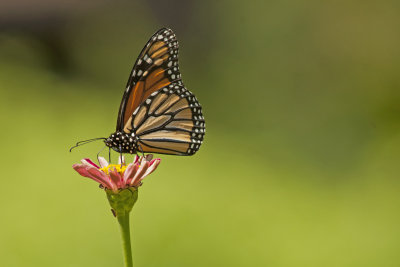 Monarch
