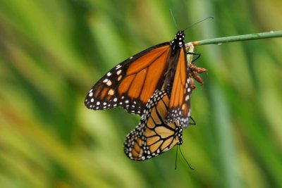 Mating Monarchs