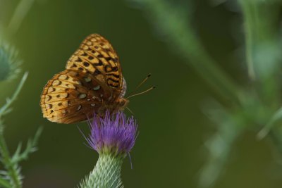 Great Spangled Fritillary