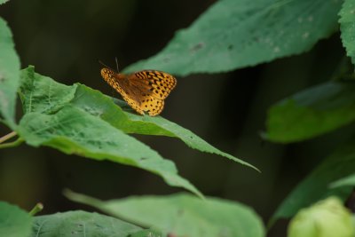 Great Spangled Fritillary