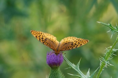 Great Spangled Fritillary