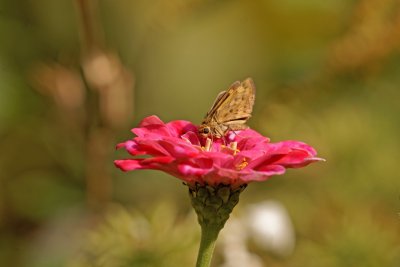 Fiery Skipper