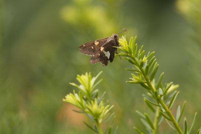 Silver-spotted Skipper