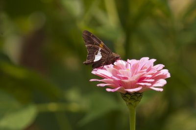 Silver-spotted Skipper