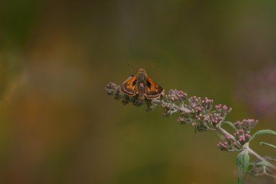 Skipper