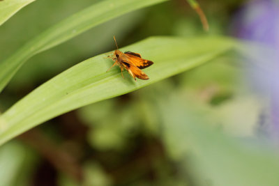 skippers