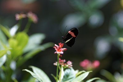 Crimson-patched Longwing
