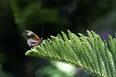 Doris Longwing