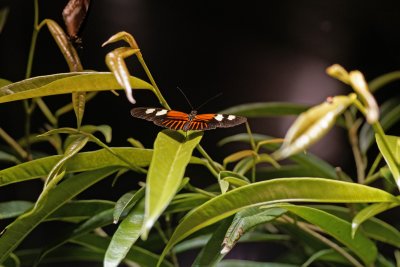 Doris Longwing