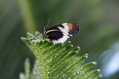 Longwing