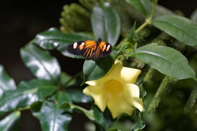 Longwing