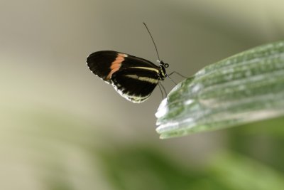 Longwing