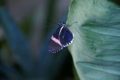 Longwing