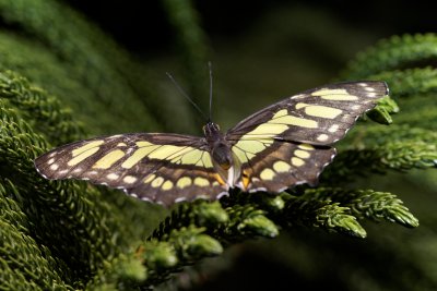 Malachite