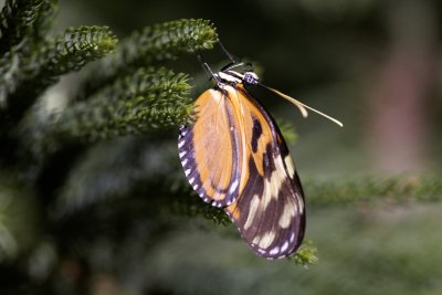 Spotted Tiger Longwing