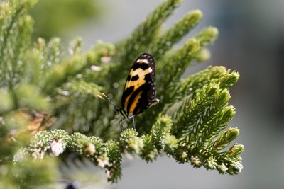 Tiger Longwing