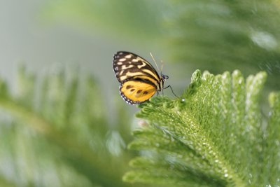 Tiger Longwing