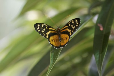 Tiger Longwing