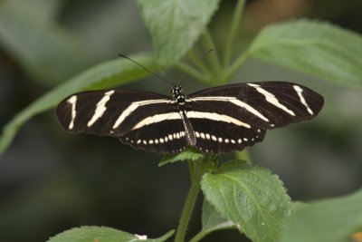 Zebra Longwing