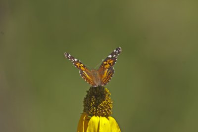 American Painted Lady