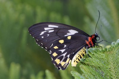 Common Green Birdwing