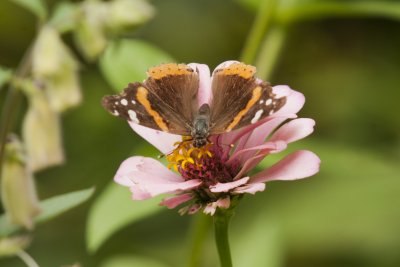 Red Admiral
