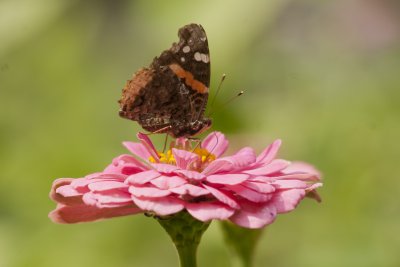 Red Admiral