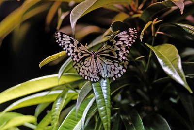 Tree Nymph