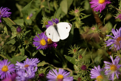 Cabbage White