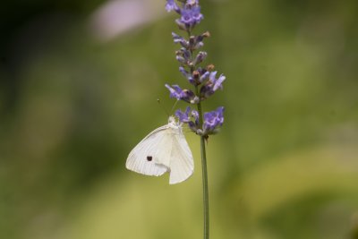 Cabbage White