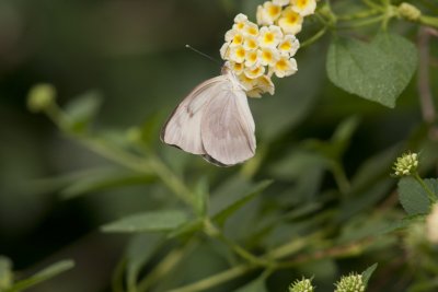 whites