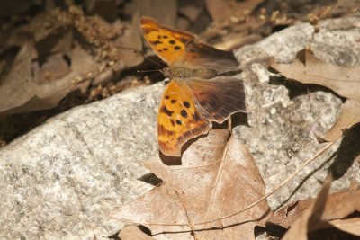 Comma