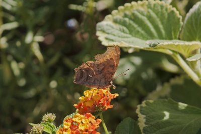 angle-winged