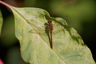 Autumn Meadowhawk