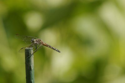 Blue Dasher-female