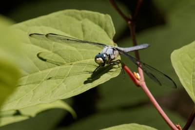 Blue Dasher