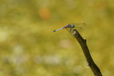 Blue Dasher