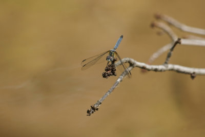 Blue Dasher